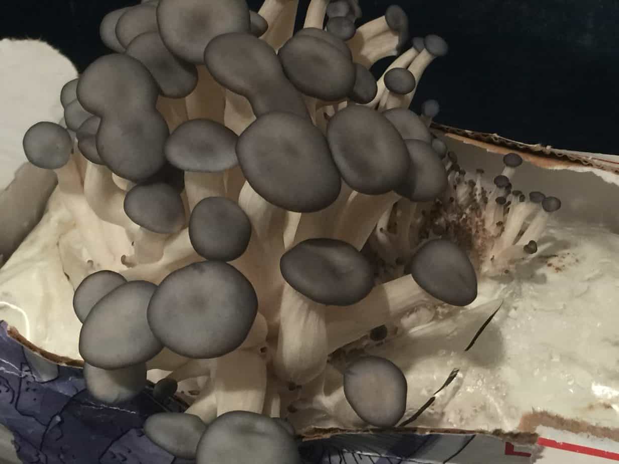 Grow-Your-Own Mushrooms